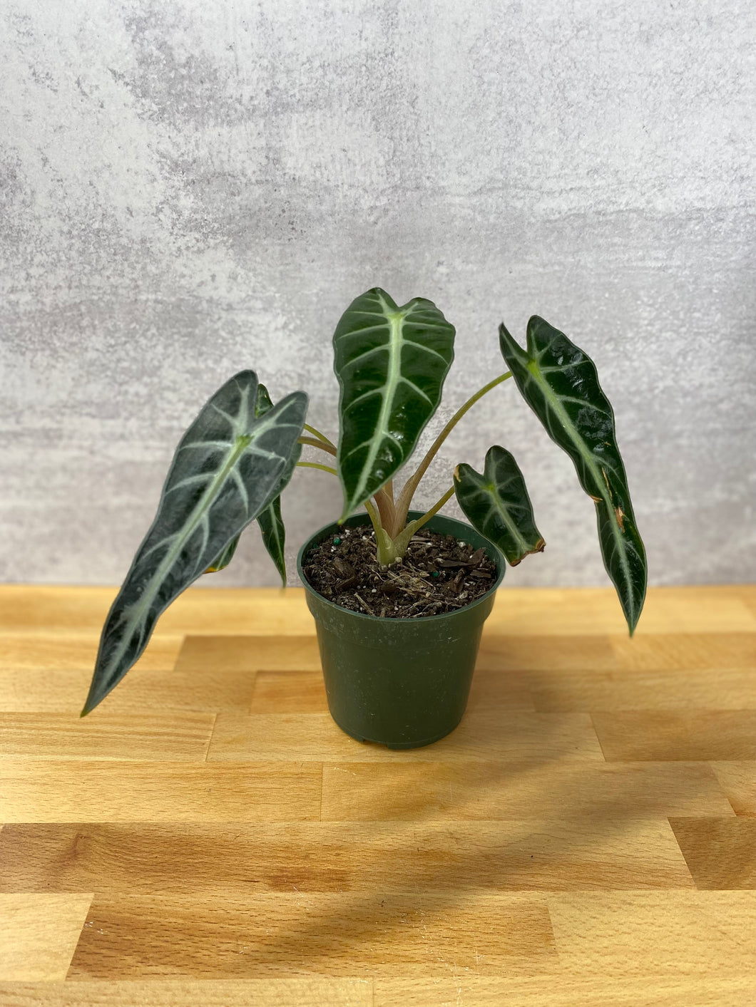 Alocasia 'Bambino'