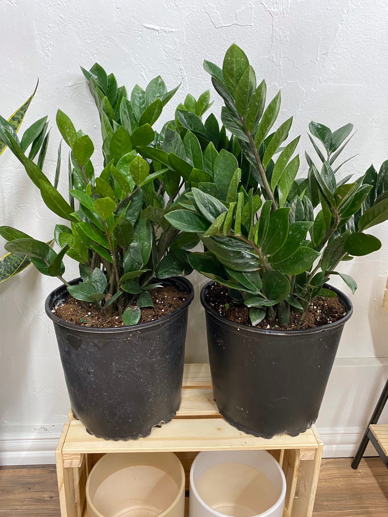buy zz plant bunnings ZZ Plant