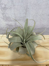 Load image into Gallery viewer, Air Plant &#39;Tillandsia Xerographica&#39;

