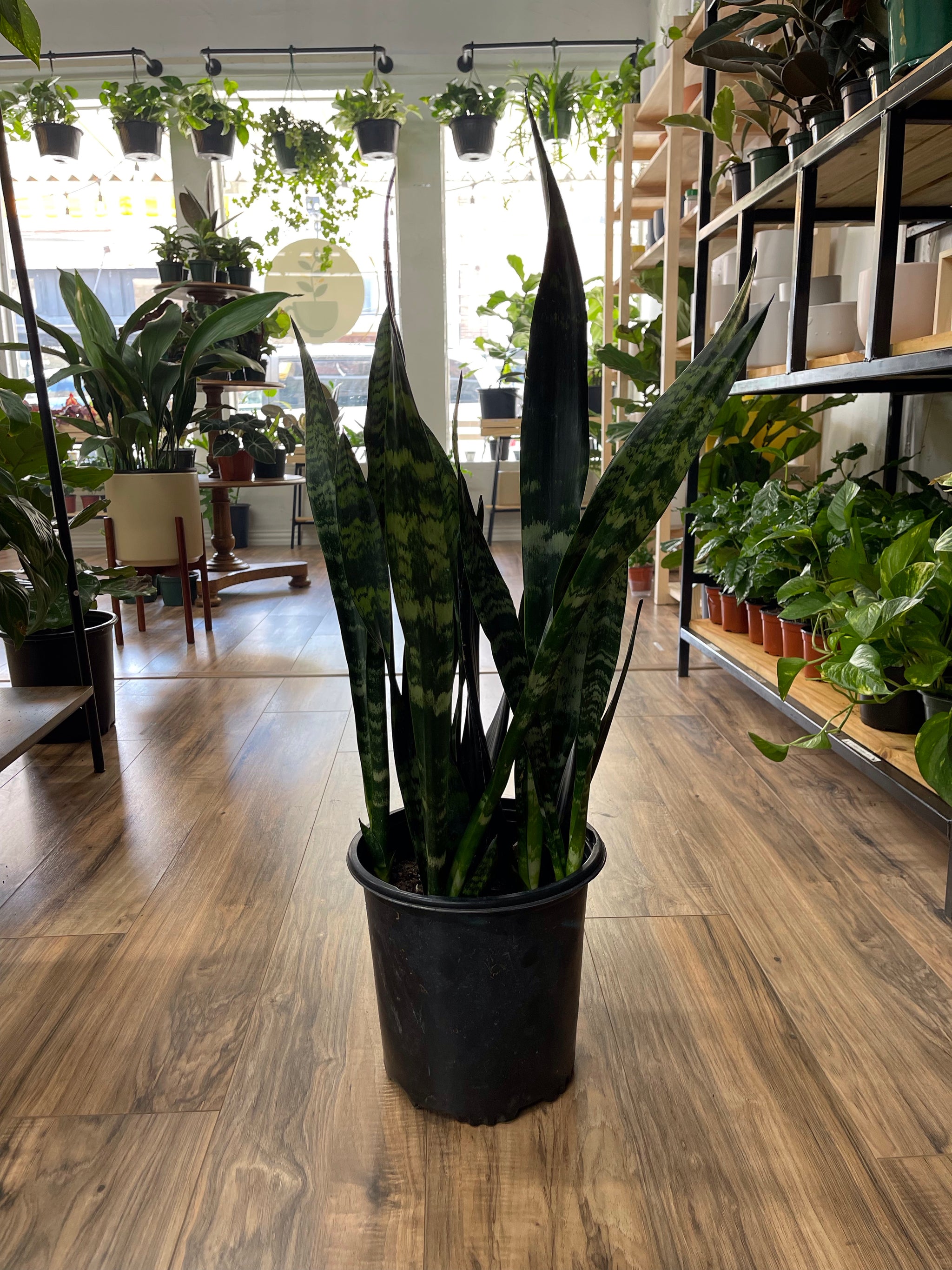 sansevieria trifasciata black coral Snake Plant Black Coral – Habitat Plants + Coffee