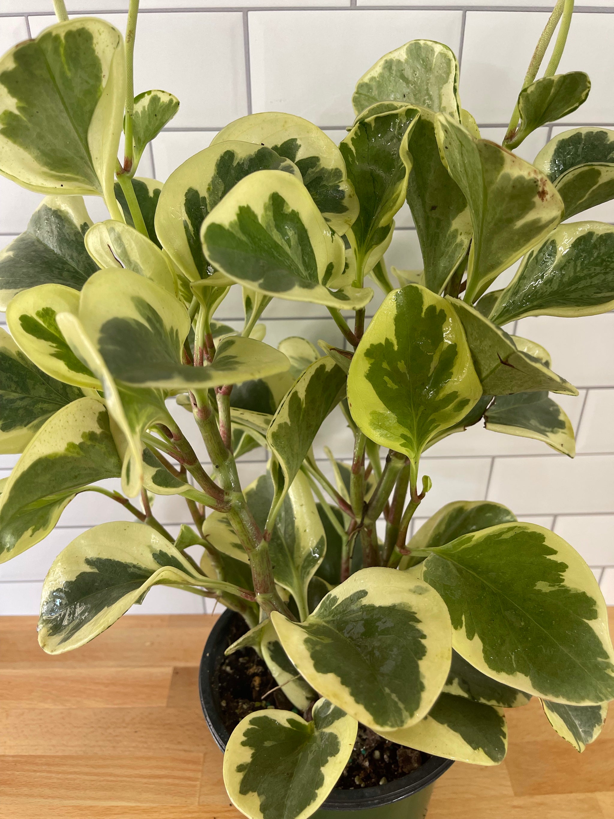 Peperomia 'Obtusifolia Variegata' – Habitat Plants + Coffee