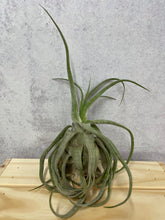Load image into Gallery viewer, Air Plant &#39;Tillandsia Streptophylla&#39;
