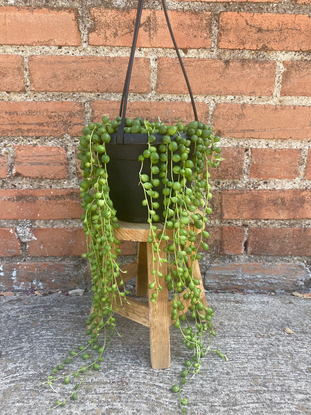 String of Pearls