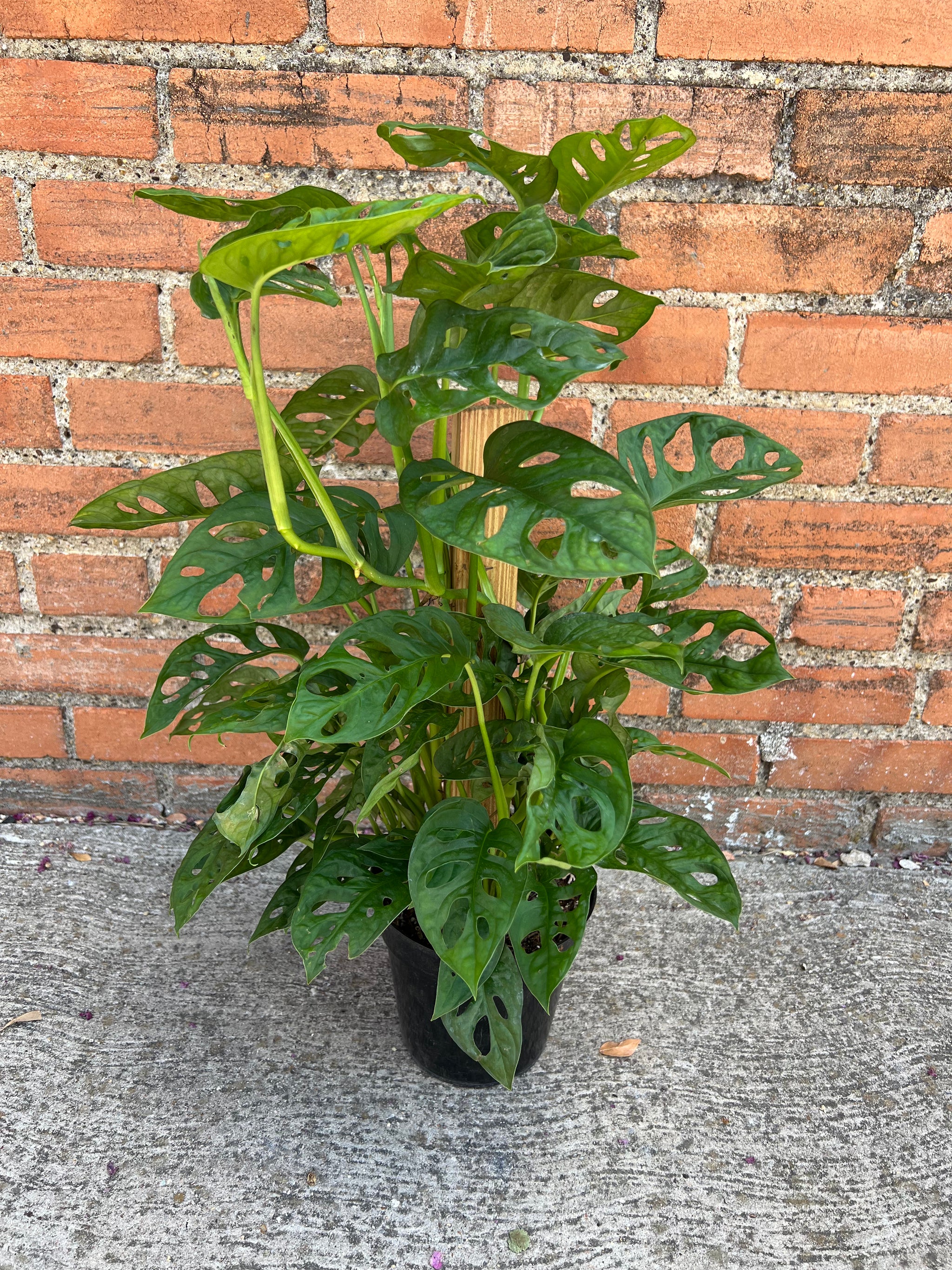 Monstera Adansonii – Habitat Plants + Coffee