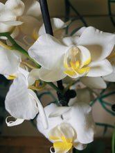Load image into Gallery viewer, Orchid - Phalaenopsis
