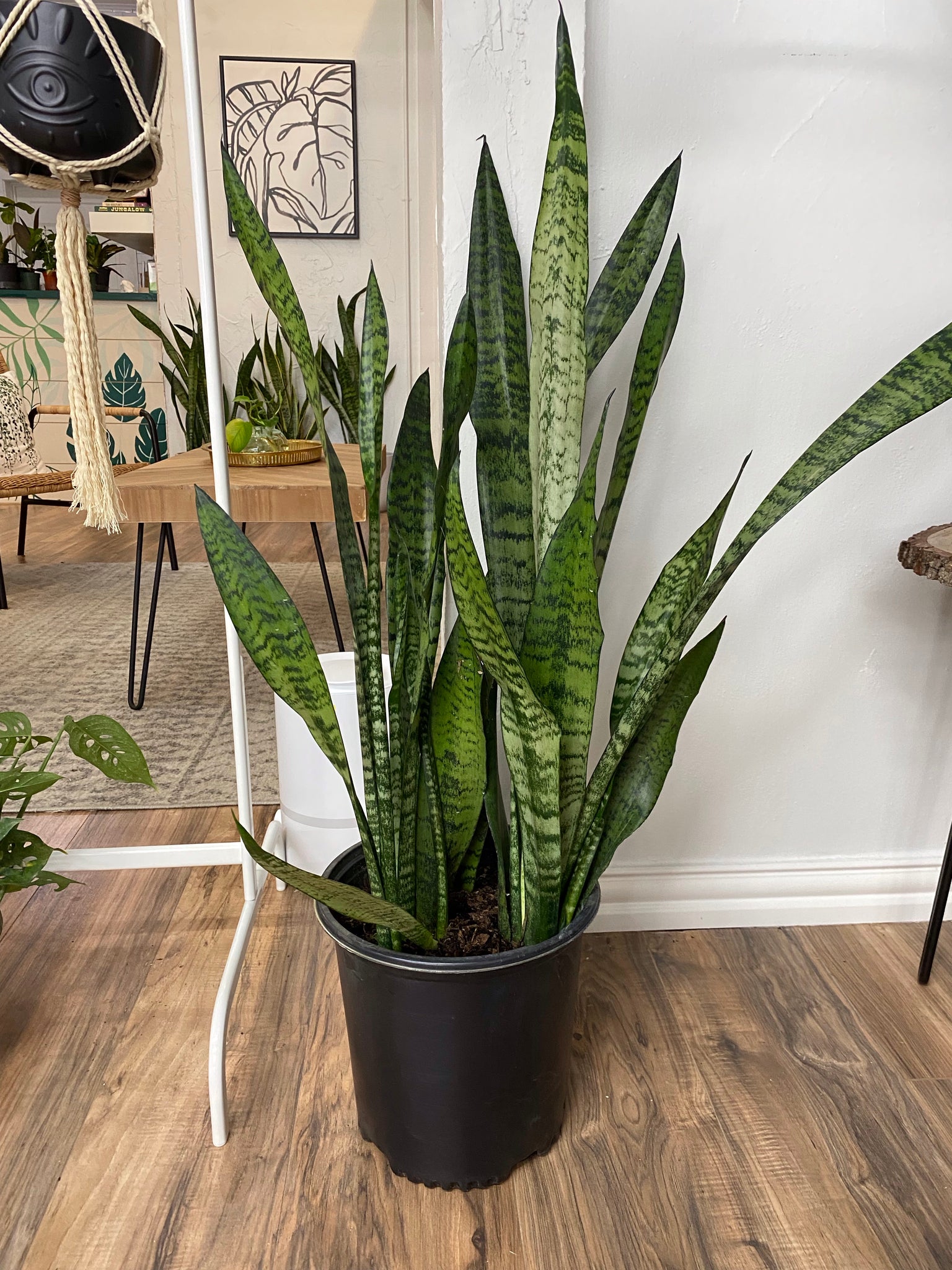 zulu snake plant Snake Plant Zeylanica – Habitat Plants + Coffee