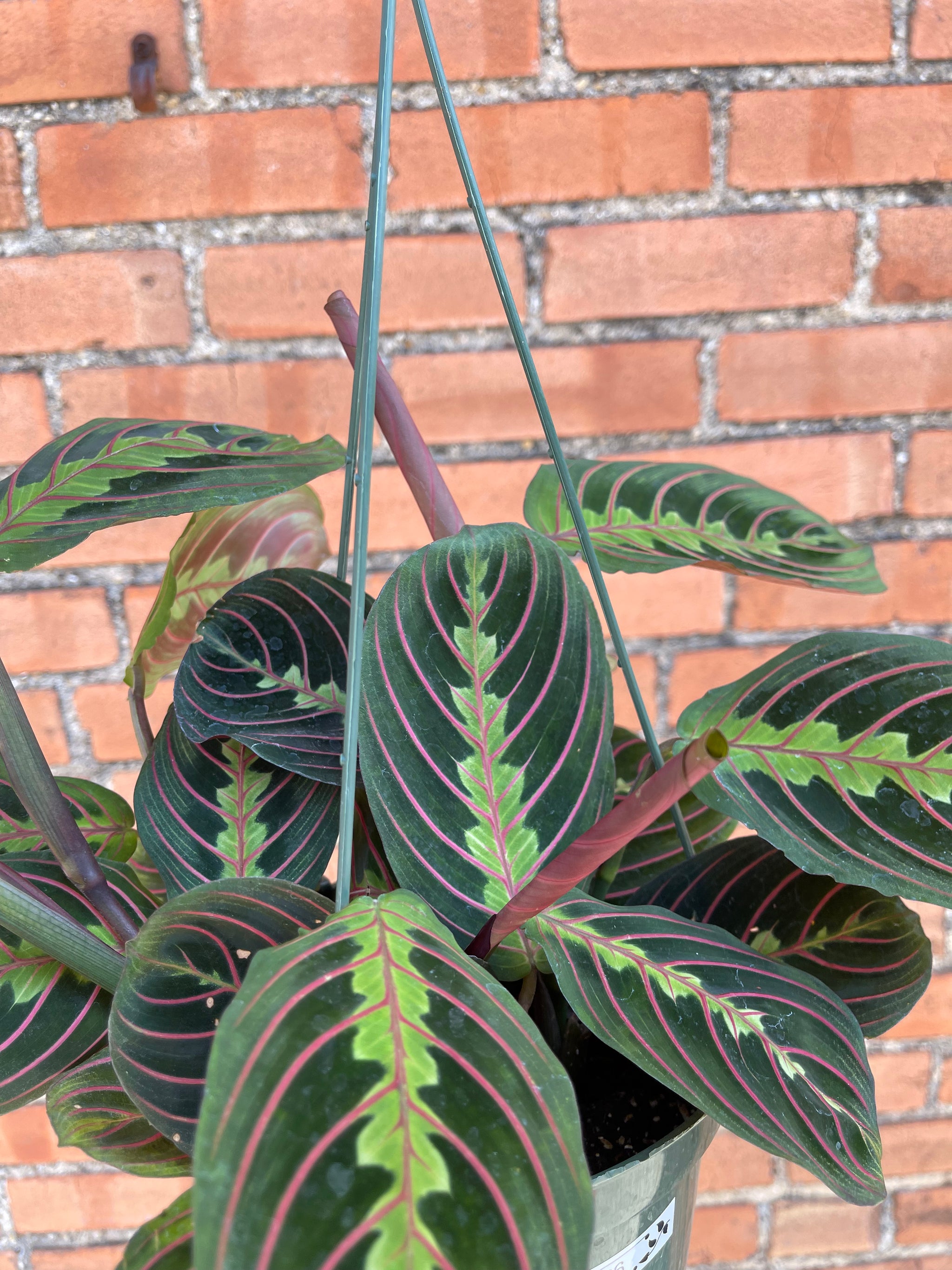 red prayer plant scientific name Maranta 'Red Prayer Plant' – Habitat Plants + Coffee