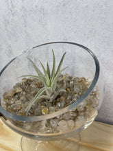 Load image into Gallery viewer, Air Plant &#39;Tillandsia Harrisii&#39;
