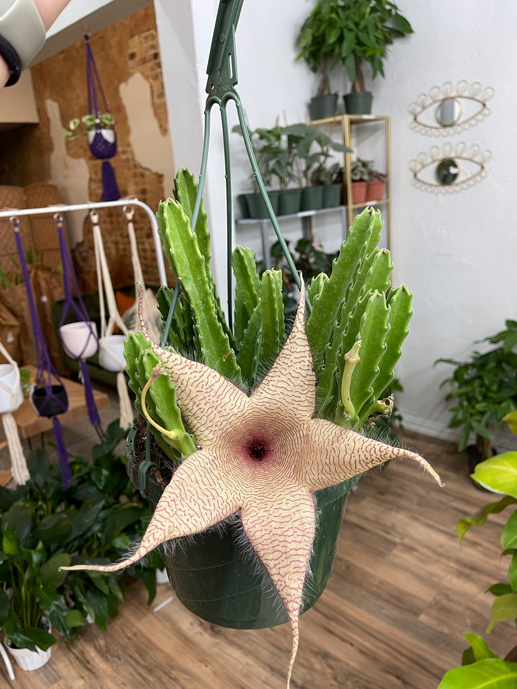 Stapelia Gigantea Starfish