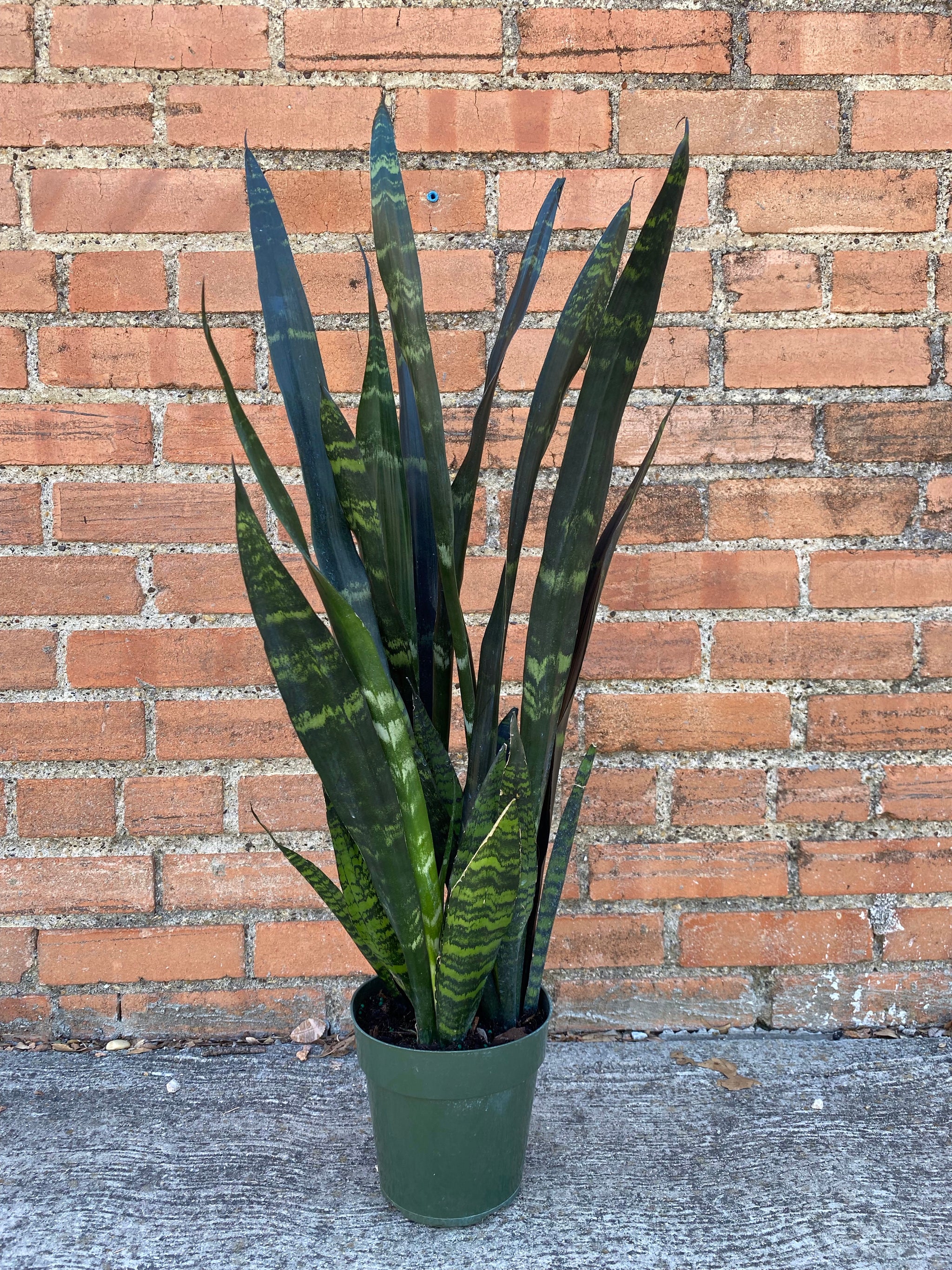 sansevieria trifasciata black coral Snake Plant Black Coral – Habitat Plants + Coffee