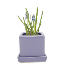 Load image into Gallery viewer, Square Pot with Tray 2.5&quot;

